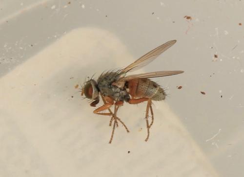 Réf. 318 188 : Lispocephala sp.